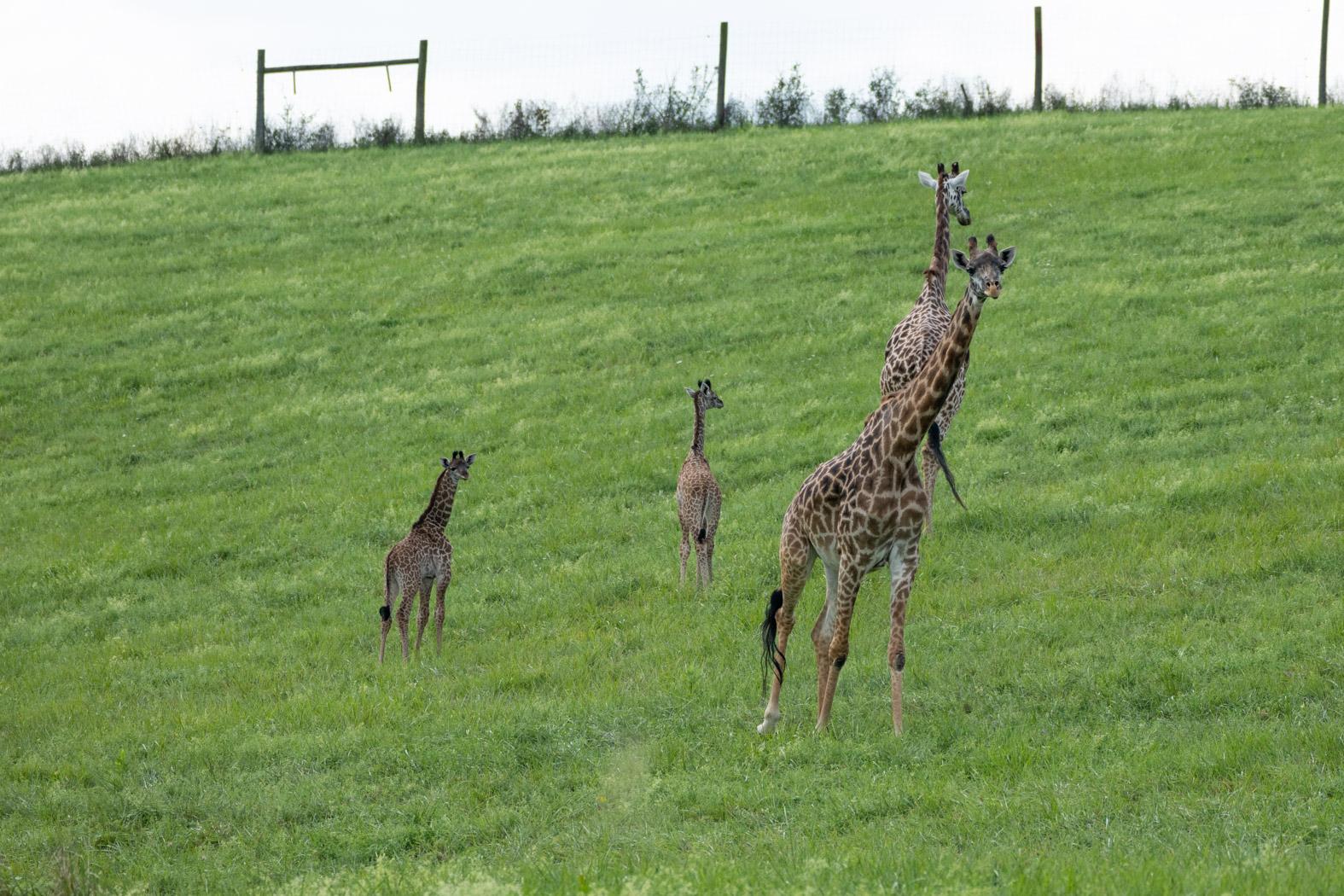 【LP】The Wild Giraffes / Right Now 20CLI-GIRAFFE-ckql-